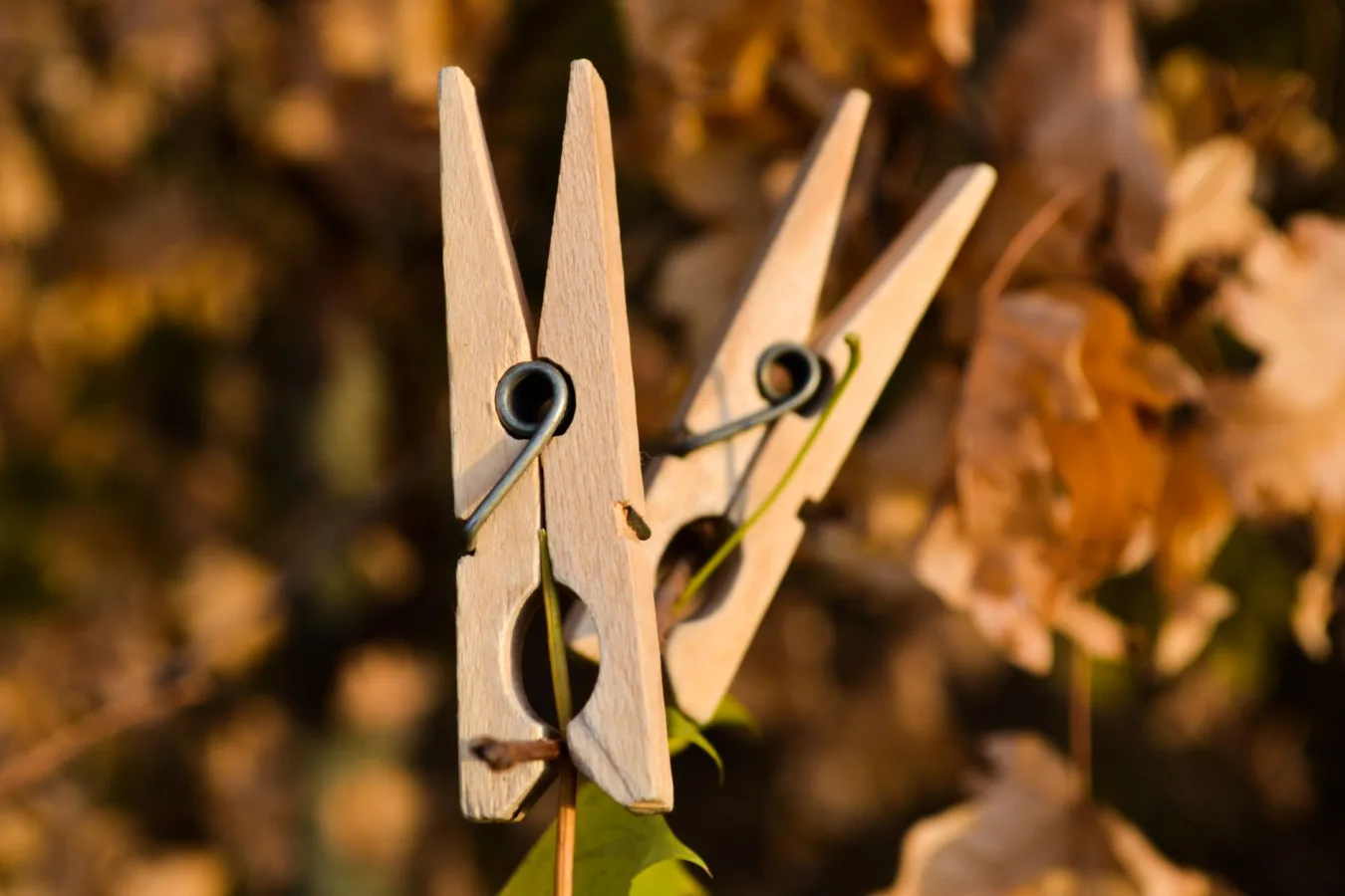 Two wooden clothespins on a clothesline amidst autumn foliage in warm daylight.