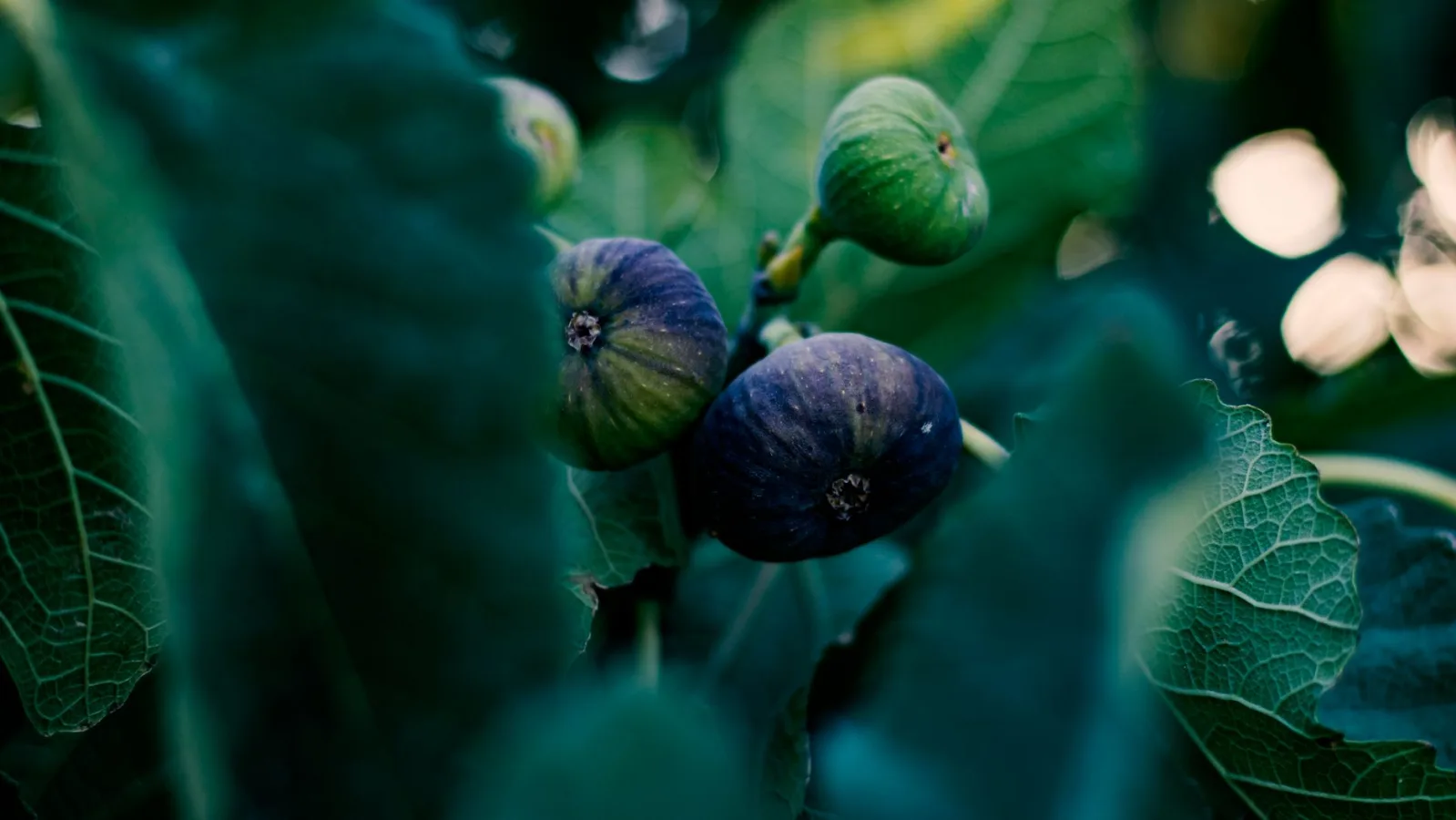 Detailed image of mission figs ripening on a fig tree branch in Tehran, Iran.