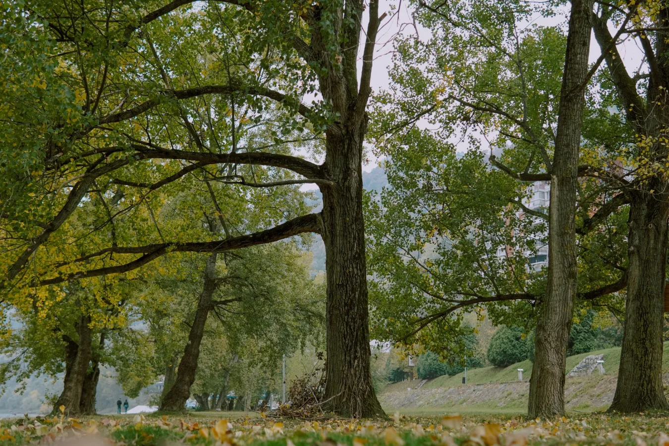 A peaceful park setting featuring tall green trees on a calm day.