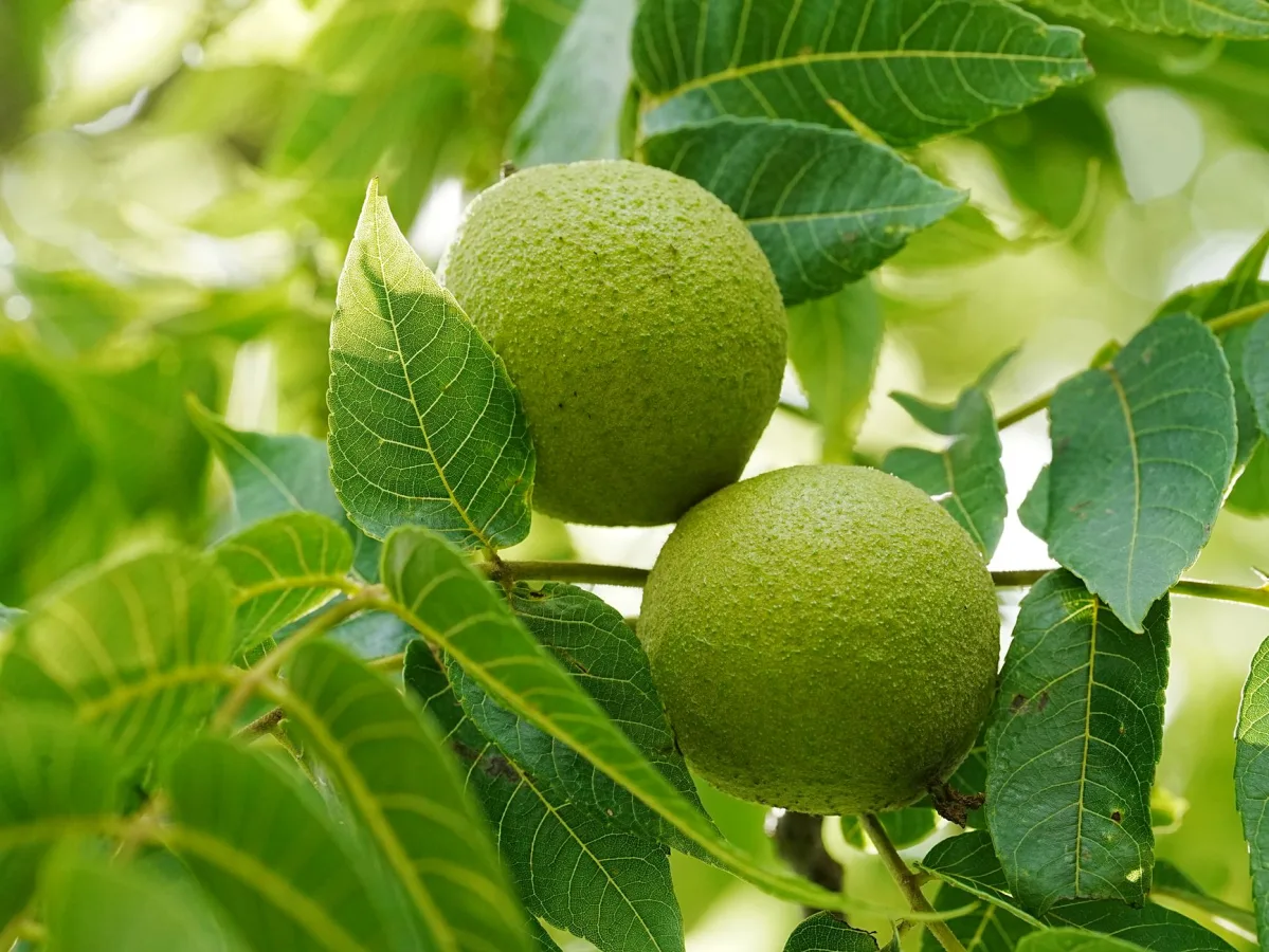 Detailed image of green walnuts hanging on a tree branch with lush leaves.