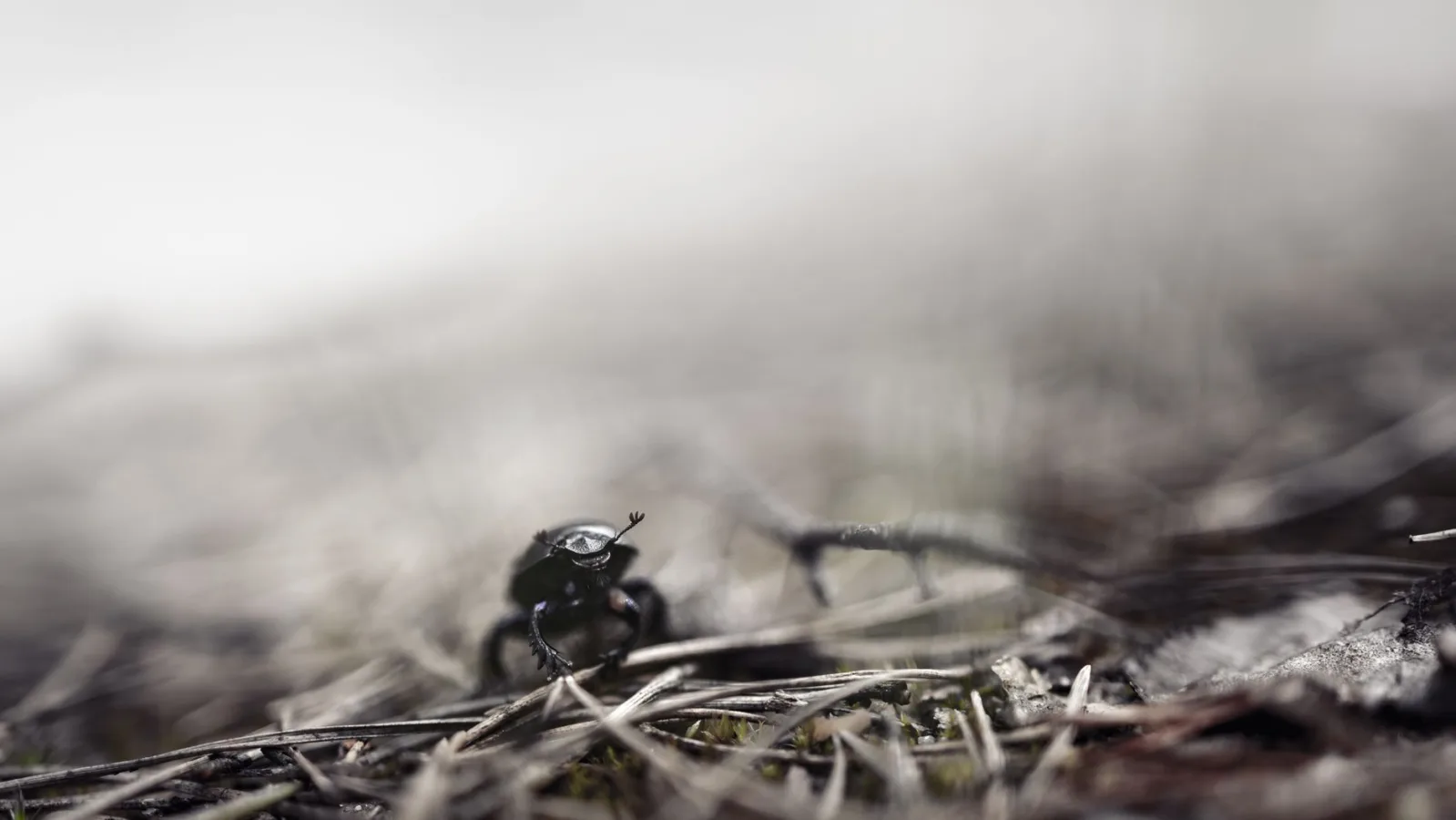 Black beetle crawling on forest ground with sticks and dry leaves in focus.