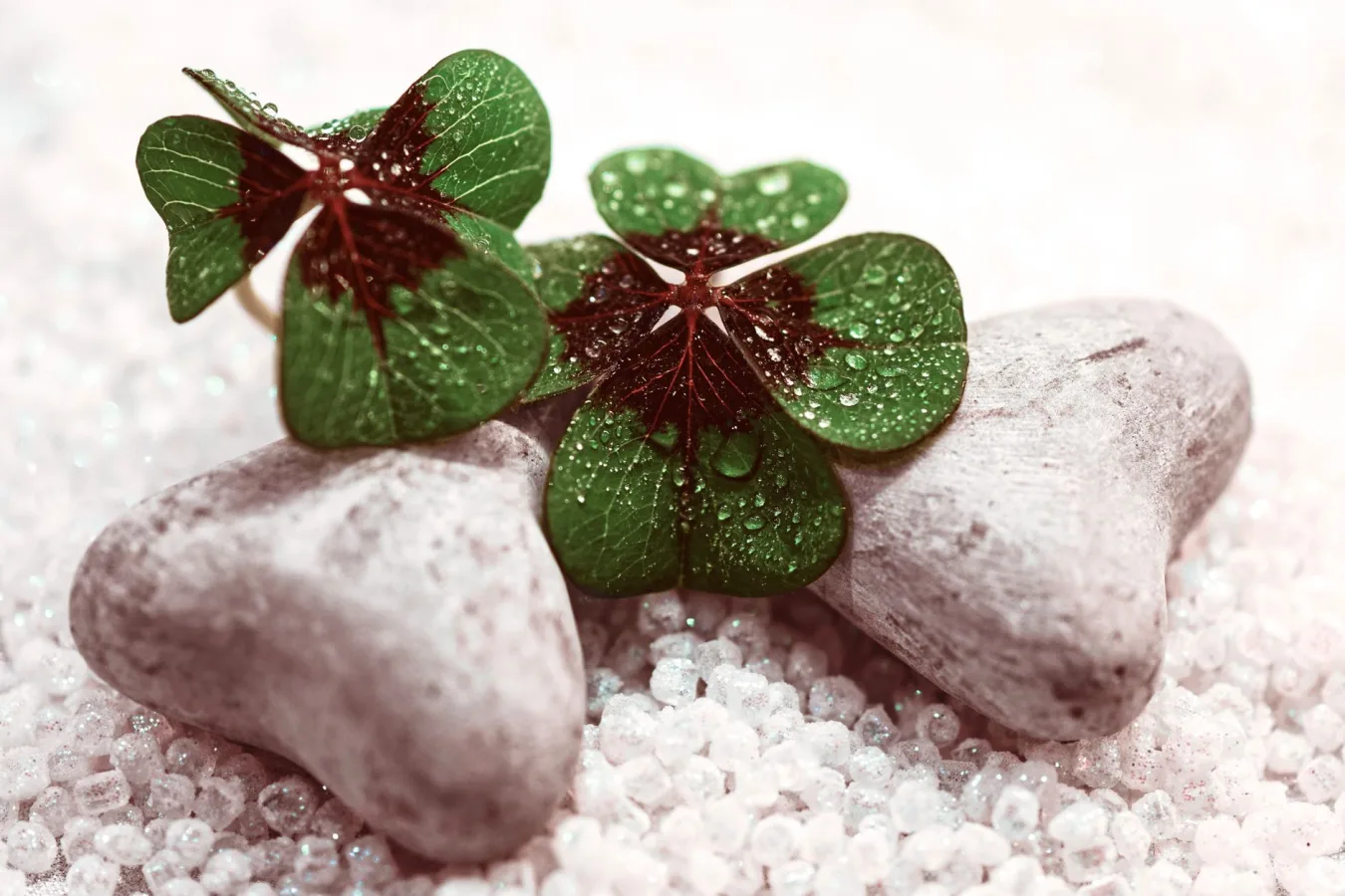 Thin flowers with drops of water on green petals placed on small heart shaped stones on de