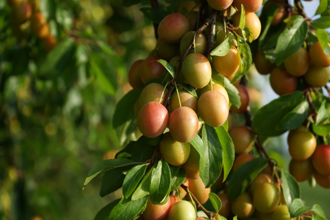 A close-up of ripe mirabelle plums hanging on a tree, depicting a lush summer scene.
