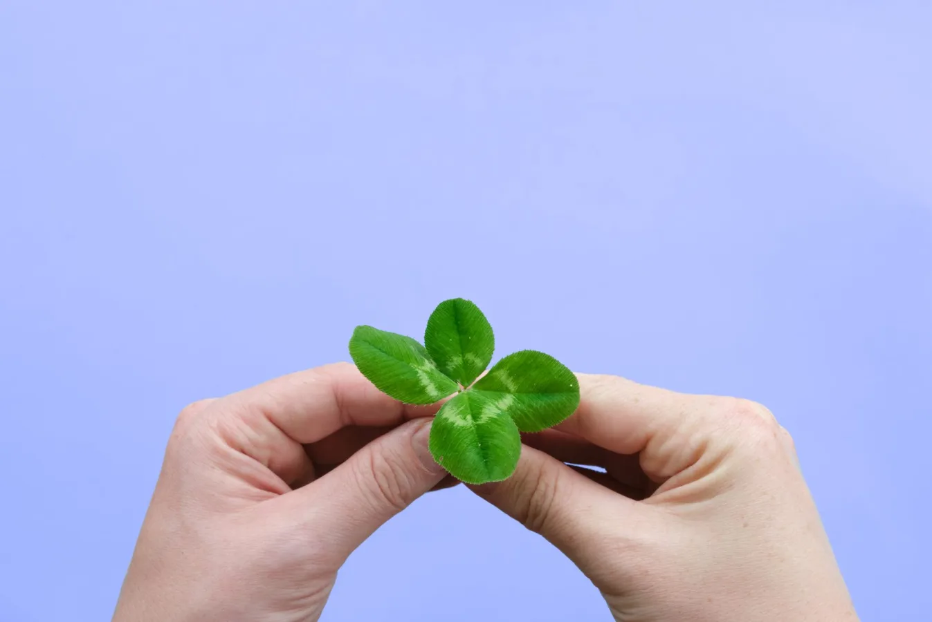 Close-up of hands holding a four leaf clover against a lilac background, symbolizing luck.
